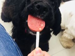 -汪小喵宠物·戴维斯乐芳希施宠馨宝皮毛调理洗护店