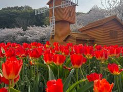 -苏州上方山国家森林公园
