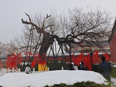-药王庙(安国市)