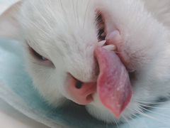 -纳吉亚猫专科动物医院博雅分院