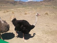 -新疆天山野生动物园