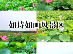 -洪湖生态旅游区