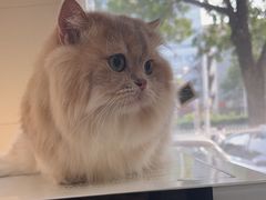 -北京观赏动物医院·24小时大型综合·猫专科·异宠专科