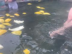 -深业半汤御泉庄温泉