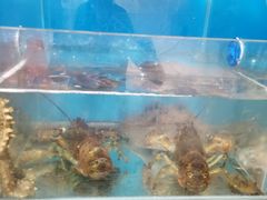 -宾朋海鲜特色美食餐厅·纯手工鲅鱼水饺(兴海路店)