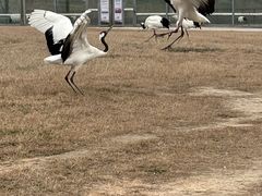 -盐城丹顶鹤湿地生态旅游区