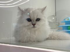 -1013 PET SHOP精品宠物商店(丁香店)