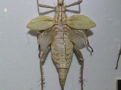 -上海昆虫博物馆