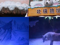 -海合安成都极地海洋公园