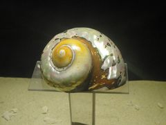 -亚龙湾中心广场·贝壳馆