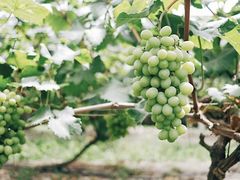 -马陆小张葡萄园农家乐