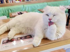 -MOYOYO猫咪咖啡店