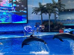 -海合安成都极地海洋公园