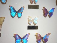 -上海昆虫博物馆