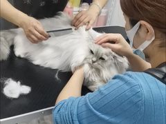 -山宅一喵德文卷毛猫舍