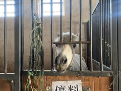 -北京群众马术培训基地