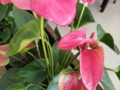-鼎好家常菜(天桥店)