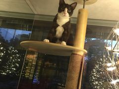 -猫大福·Fortune Cat猫舍(百子湾店)
