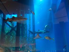 -迪拜水族馆及水下动物园