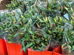 -溪岸路花鸟市场