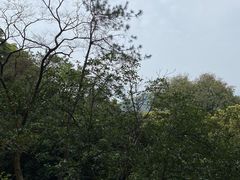 -风云岭森林公园