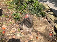 -苏州上方山国家森林公园
