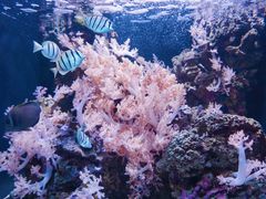-西雅图水族馆