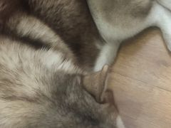 -Husky Go! 哈士奇体验馆·宠物咖啡厅狗咖