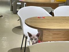 -藏猫猫咖啡主题馆(中央大道店)