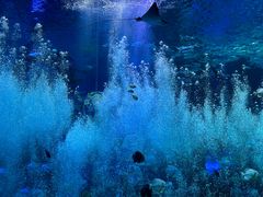 -哈尔滨波塞冬海底世界