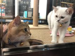 -袖虎宠物(岭南新世界店)