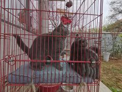 -纳吉亚猫专科动物诊疗中心(蒋宅口分院)