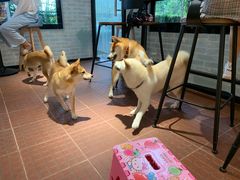 -柴犬高等学院·狗咖·柴犬售卖·宠物训练