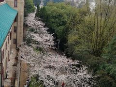 -武汉大学-樱园