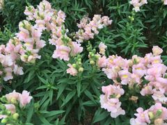-松山湖梦幻百花洲