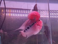 -花鸟鱼虫鲜花绿植市场(玉泉路店)