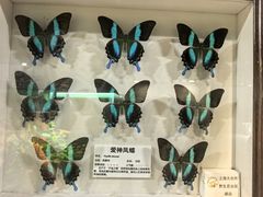-上海大自然野生昆虫馆(东方明珠·爬宠昆虫探索中心)