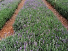 -华侨城阳宗海海景温泉
