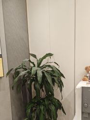 -欧扬医疗美容