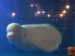 -大连圣亚海洋世界
