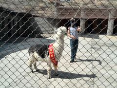 android_upload_pic-新疆天山野生动物园