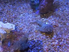 -瑞普利水族馆