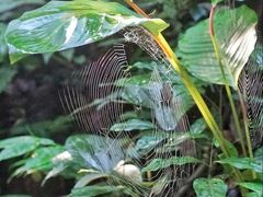 -西双版纳原始森林公园