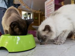 -萌宠亲子动物乐园(槐房万达店)