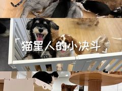 -有喵·猫咖·狗咖·30几只猫10只小狗(岗厦店)