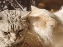 -平行世界·猫咖(首经贸店)