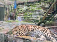 -贵州森林野生动物园