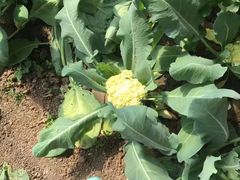 -万源龙顺度假庄园生态观光园