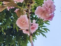 -天适樱花悠乐园