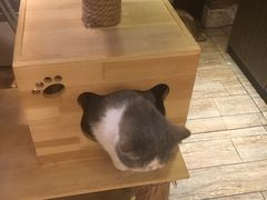 -more than meow吴止猫主题餐厅(承德 中船汇店)